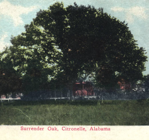 the surrender oak citronelle alabama