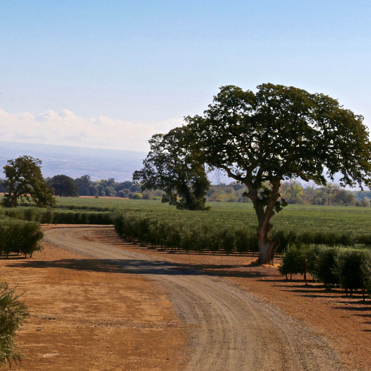 corning california olive orchard